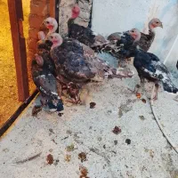 بوقلمون