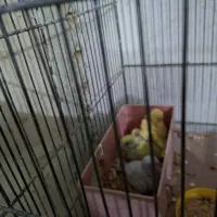 مرغ عشق|پرنده|کرج, چهارصد دستگاه|دیوار