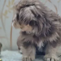 سگ شیتزو|سگ|اراک, |دیوار