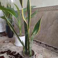 گلهای زیبا و شاداب اپارتمانی