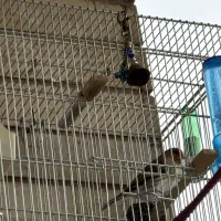 سهره قناری