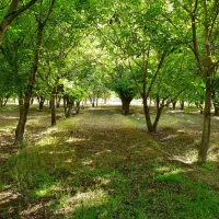 واقع در خسروشاه منطقه بالمان باشی