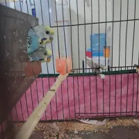 جفت مرغ عشق مولد