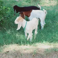 کهره شیری مناسب|حیوانات مزرعه|جیرفت, |دیوار