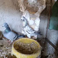 کبوتر پلاکی