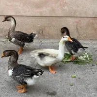 فروش۱۳ عدد غاز اکراینی، غوقاز و هوایی، در حال تخم