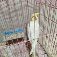 یک عدد عروس هلندی