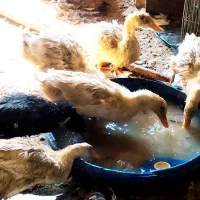 اردک|حیوانات مزرعه|اصفهان, سلطان‌آباد|دیوار