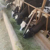گوساله ماده نر تلیسه
