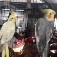 مرغ عشق فنچ عروس هلندی گرینچیک قناری بخون