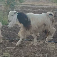 دامداری گوسفند وبز