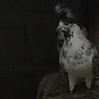 کبوتر نر پیر یا مایع کفتر قاره یا دسپرقوچی