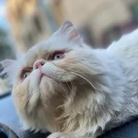 گربه نر برای جفت گیری