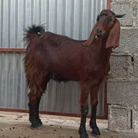 فروش بز و طوقلی زیرقوچی