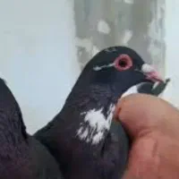 دو جفت پلنگ بدون ایراد