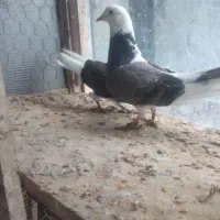 انواع کفتر کبوتر ب شرط پرش و نسل