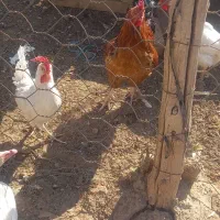 مرغ لاری خروس بوقلمون