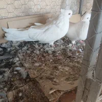 یک جفت سفید چشم ونوک سفید