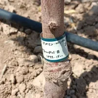 باغ بادام ۵ ساله|فروش دفتر صنعتی، کشاورزی، تجاری|بوئین زهرا, |دیوار