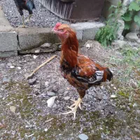 خروس لاری ۹ماه ۳۰۰۰۰۰۰فیلم پدرش هست تو اگهی