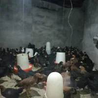جوجه مرغ و خروس