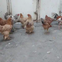 مرغ و خروس برهما و لاری  یکساله