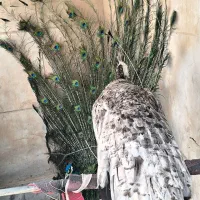 طاووس فروشی