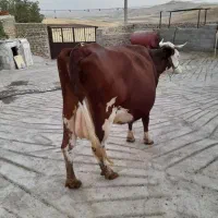 گاو سمینتال|حیوانات مزرعه|روانسر, |دیوار