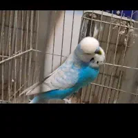 مرغ عشق انگلیسی نر مست خوشرنگ