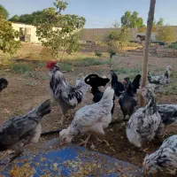 تخم نطفه دار گلین چهل تاج ریش بدون پر غلط|حیوانات مزرعه|ساوه, |دیوار