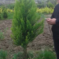 کاج لاوسون و یاس هلندی