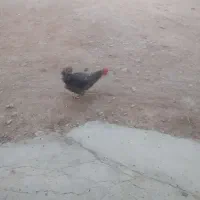 غاز.  اردک.  مرغ