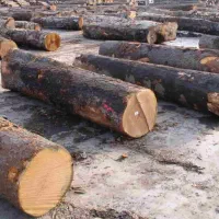 خدمات خرید چوب آلات و چوب گردو به بالاترین قیمت|خدمات باغبانی و درختکاری|الشتر, |دیوار