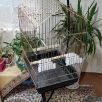 قفس سلطنتی|لوازم جانبی حیوانات|پاکدشت, پاکدشت (مامازند)|دیوار