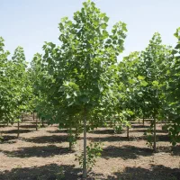 فروش نهال کبوده برای فضای سبز و زراعت چوب