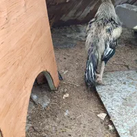 مرغ، خروس و جوجه خروس محلی شب یلدا