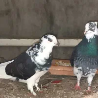یک جفت کبوتر اصیل
