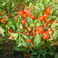 کارگر بارانی