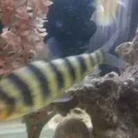 سیلور و گرین اسکات بارب زندانی بارب حلب|ماهی|مشهد, عبادی|دیوار