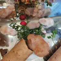 بچه همستر|موش و خرگوش|نجف‌آباد, سعدی|دیوار