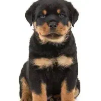 کنکورسو نر روتوایلر گاردو قلدر توله حرفه ای