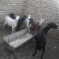 فروش دو عدد بز و کره ماده بزرگ