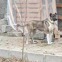 سگ سرابی نگهبان|سگ|صفادشت, |دیوار