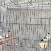 فنچ جغدی قیمت جفت ۲۵۰۰