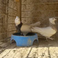 کبوتر طوقی هفت رنگ|پرنده|فردوس (خراسان), |دیوار