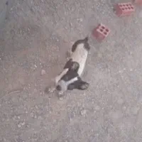 طوله سگ