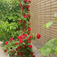 اجاره آپارتمان|اجارهٔ خانه و ویلا|اصفهان, بهارستان|دیوار