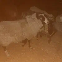 میش رومانوف|حیوانات مزرعه|مشهد, ده دی|دیوار