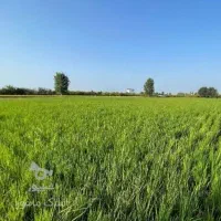 اجاره-زمین-کشاورزی-یک-یا-چند-فصل