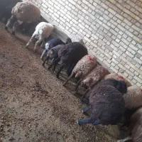 باسلام ده عددبره نر ،چاق